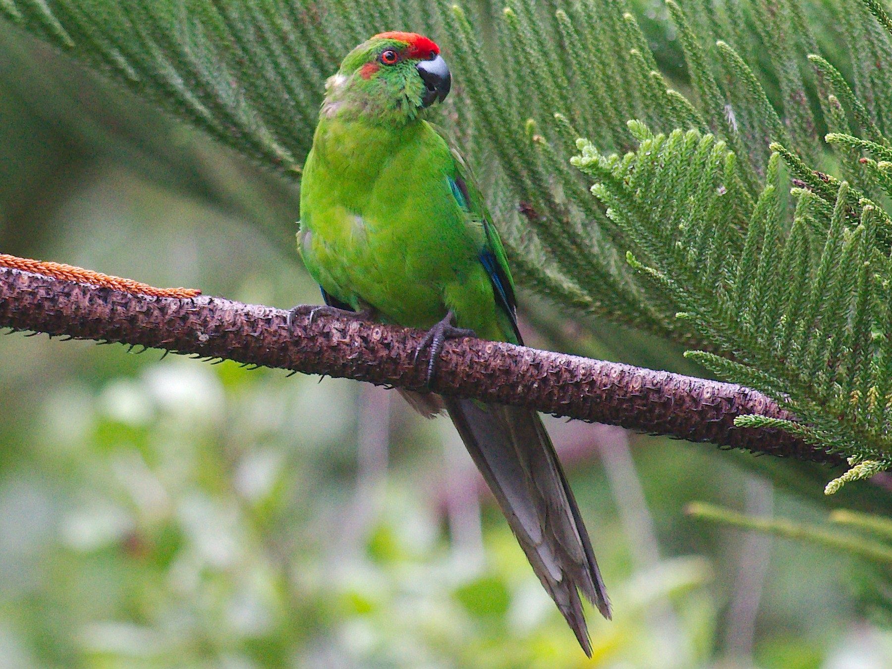 Norfolk Island Parakeet - Keith Cowton