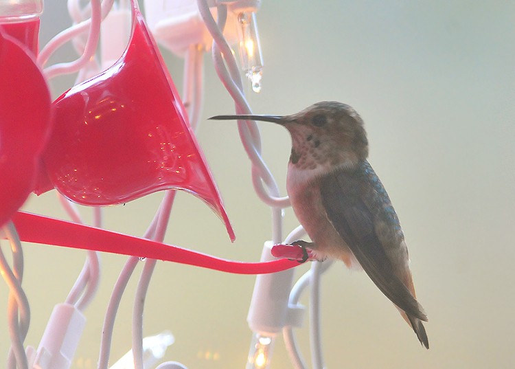 Allen's Hummingbird - Jeremiah Trimble