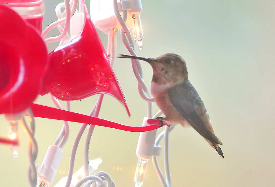 Allen's Hummingbird - ML37256541