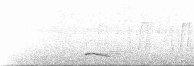 Long-tailed Manakin - ML372569371