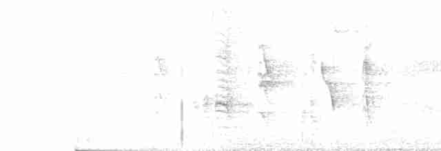Austral Blackbird - ML372570511