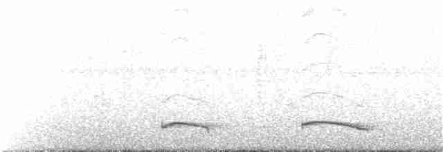Long-tailed Manakin - ML372570531