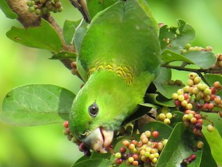 Guaiabero - eBird