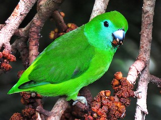 Guaiabero - eBird