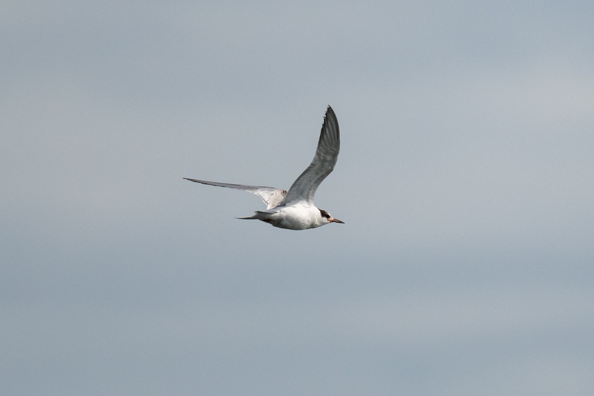 Common Tern - Sebastian Jones