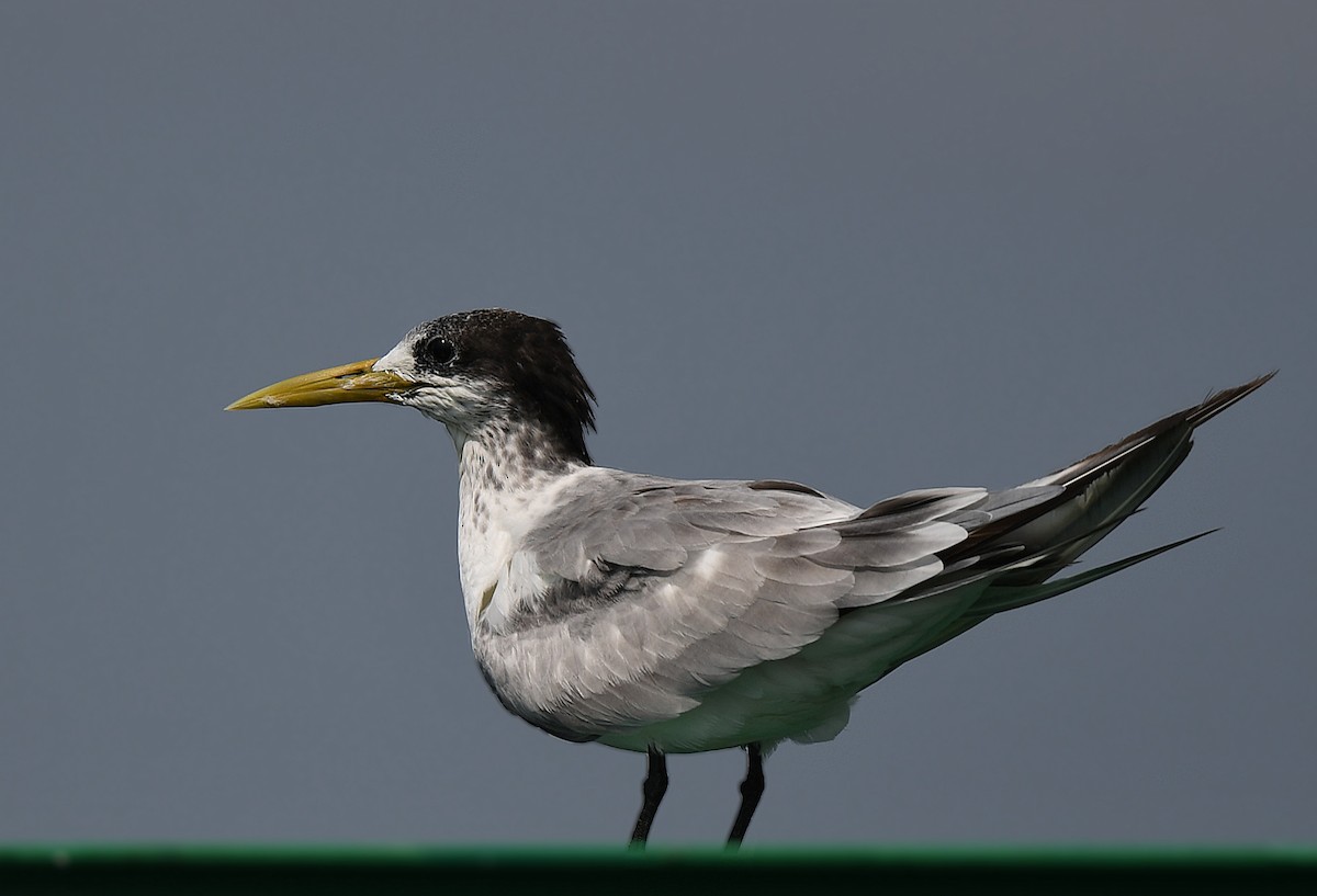 Great Crested Tern - ML372571521