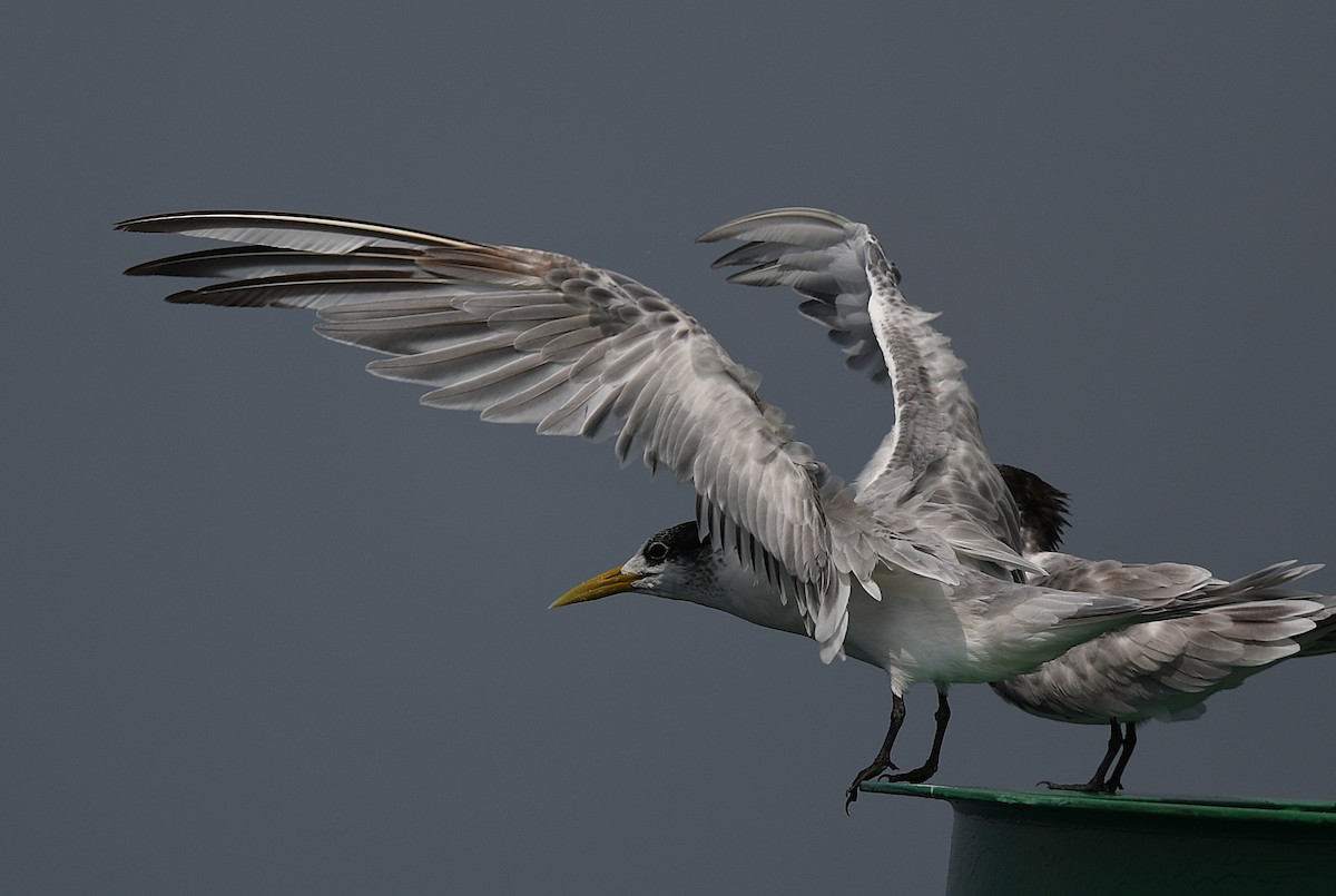 Great Crested Tern - ML372571541