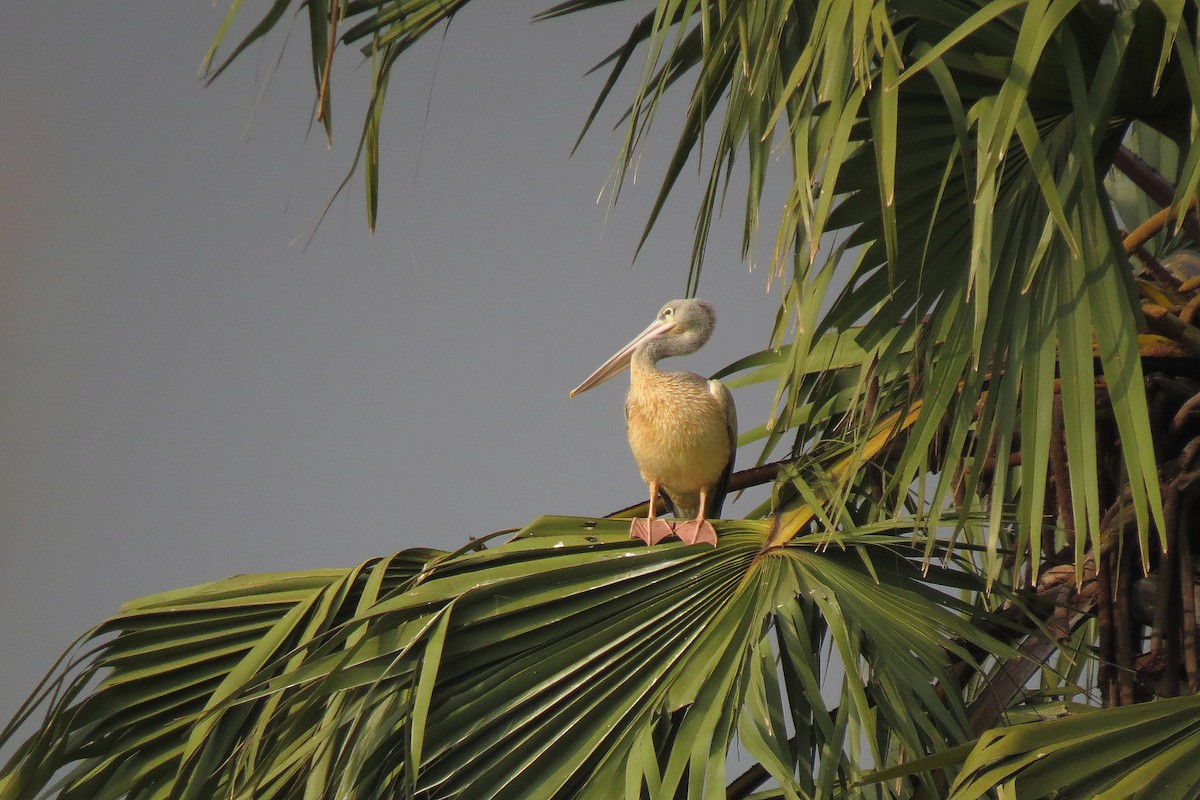 Pink-backed Pelican - ML372573421