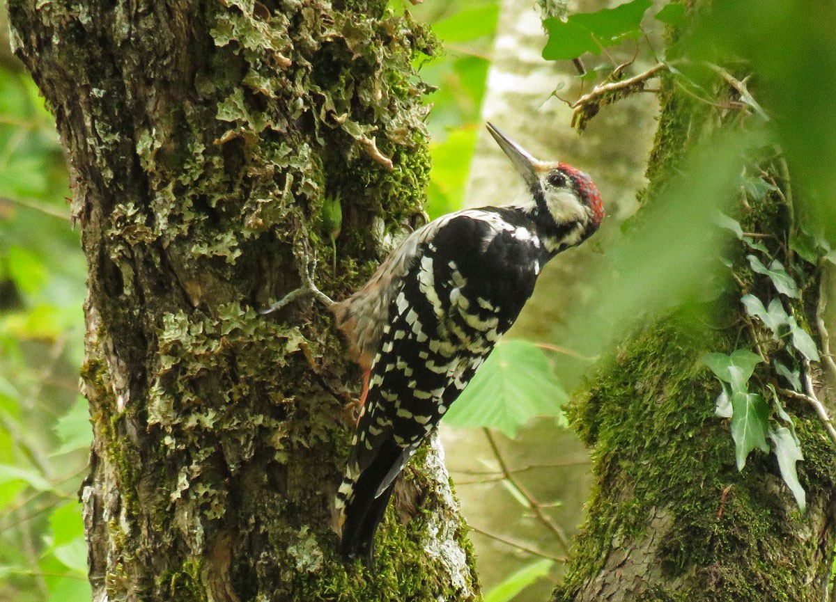 White-backed Woodpecker (Lilford's) - Yanina Maggiotto