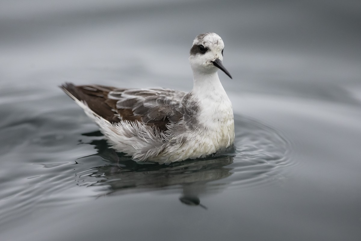 Red-necked Phalarope - Jory Teltser