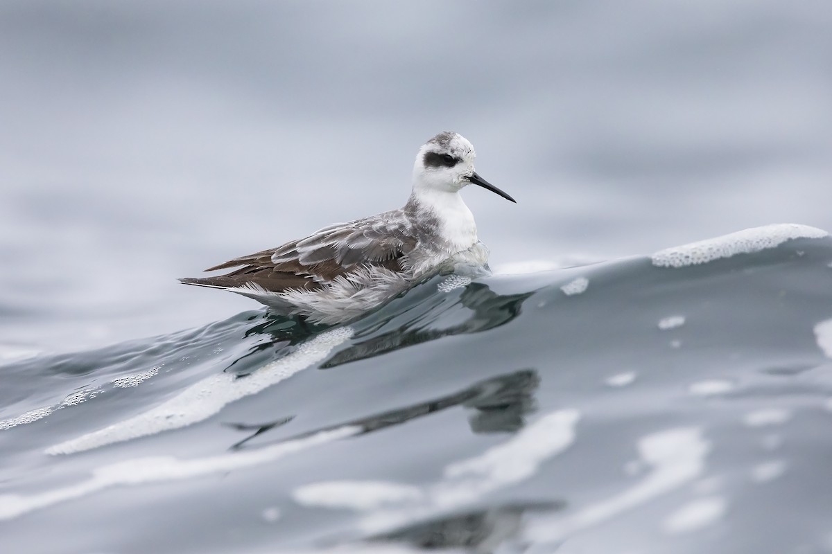 Red-necked Phalarope - ML372577301