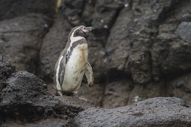 フンボルトペンギン Ebird