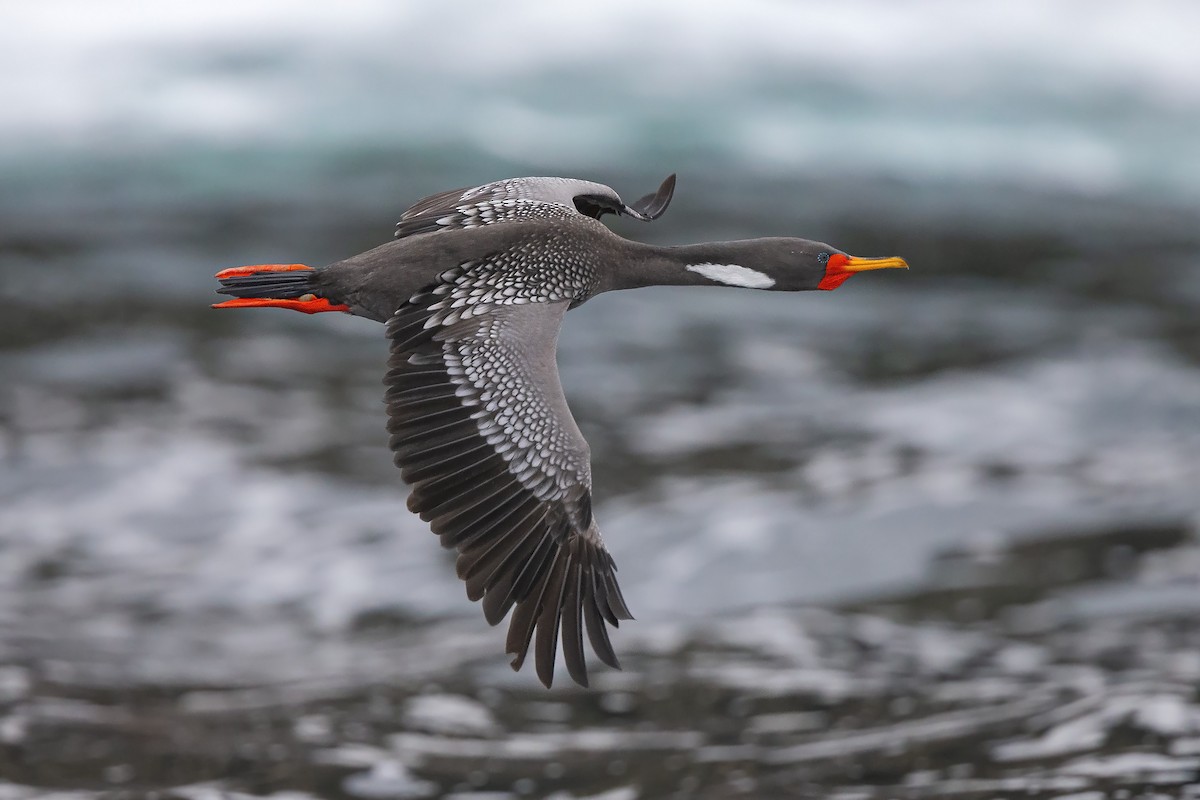 Red-legged Cormorant - ML372577651