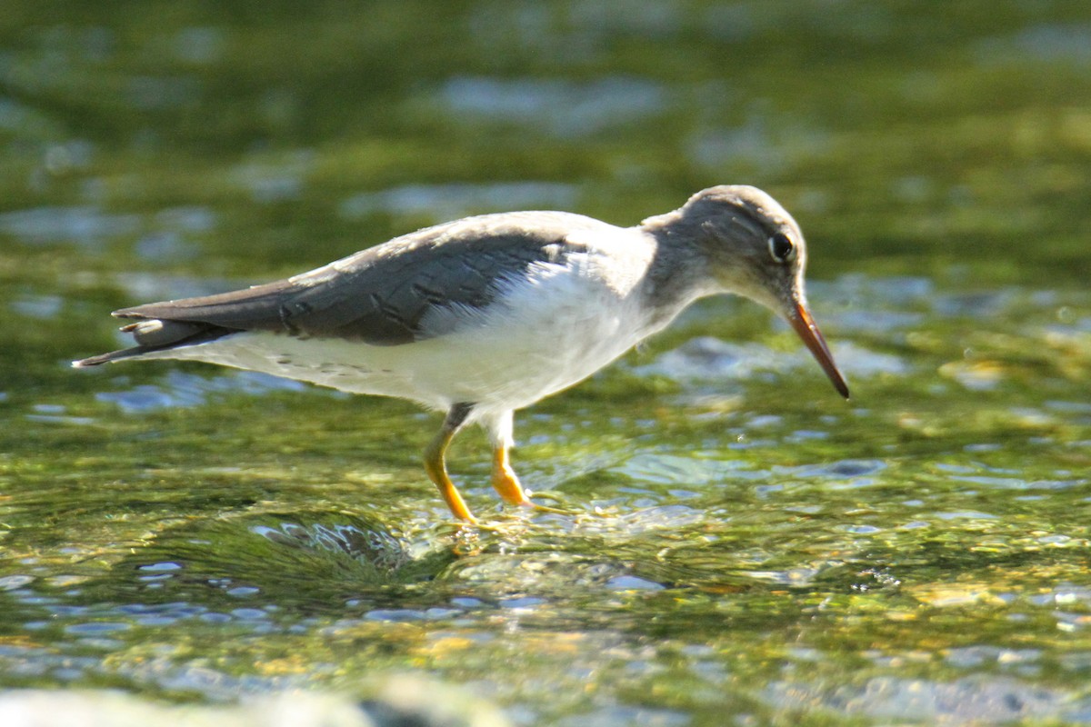 Spotted Sandpiper - Charles Vickers