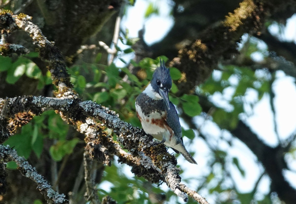 Belted Kingfisher - ML372580611