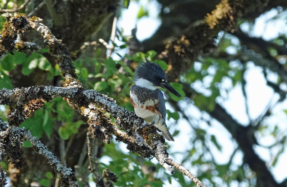Belted Kingfisher - ML372580701