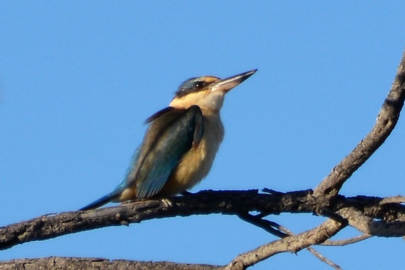 Sacred Kingfisher (Australasian) - Leonie Beaulieu