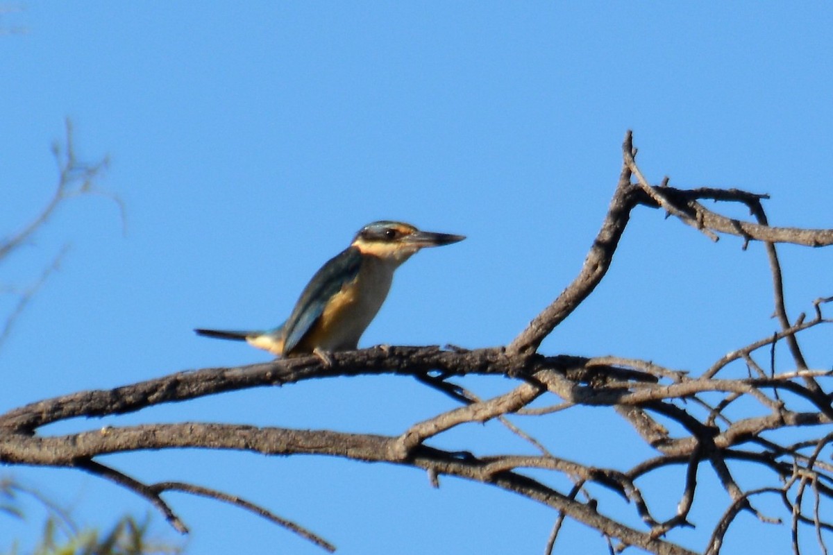 Sacred Kingfisher (Australasian) - ML372581841