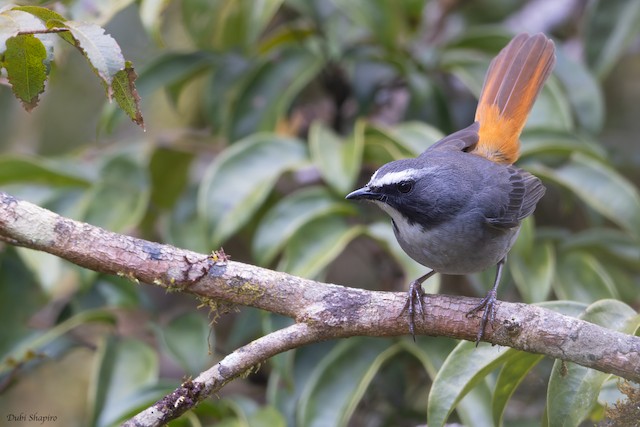 Olive-flanked Robin-Chat - Cossypha anomala - Birds of the World