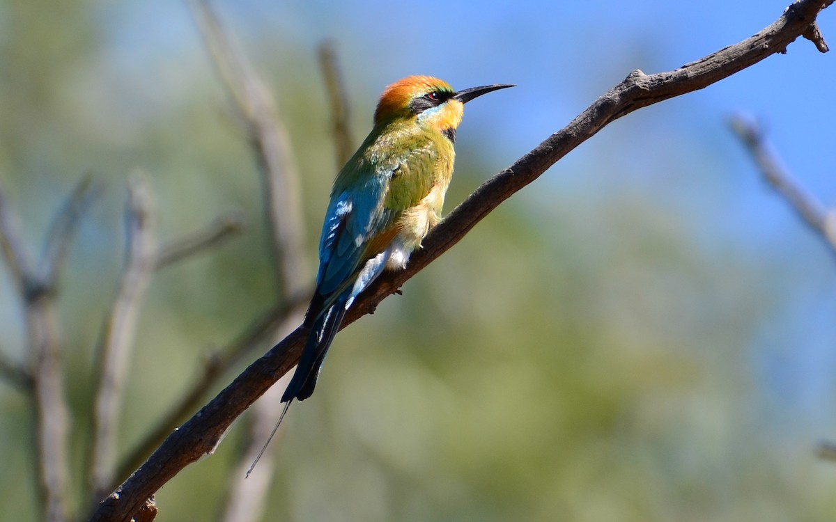 Rainbow Bee-eater - ML372587171