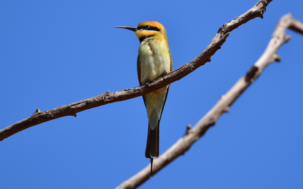Rainbow Bee-eater - ML372587201