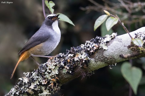 Olive-flanked Robin-Chat - Cossypha anomala - Birds of the World