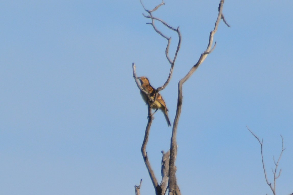 Spotted Bowerbird - ML372589281