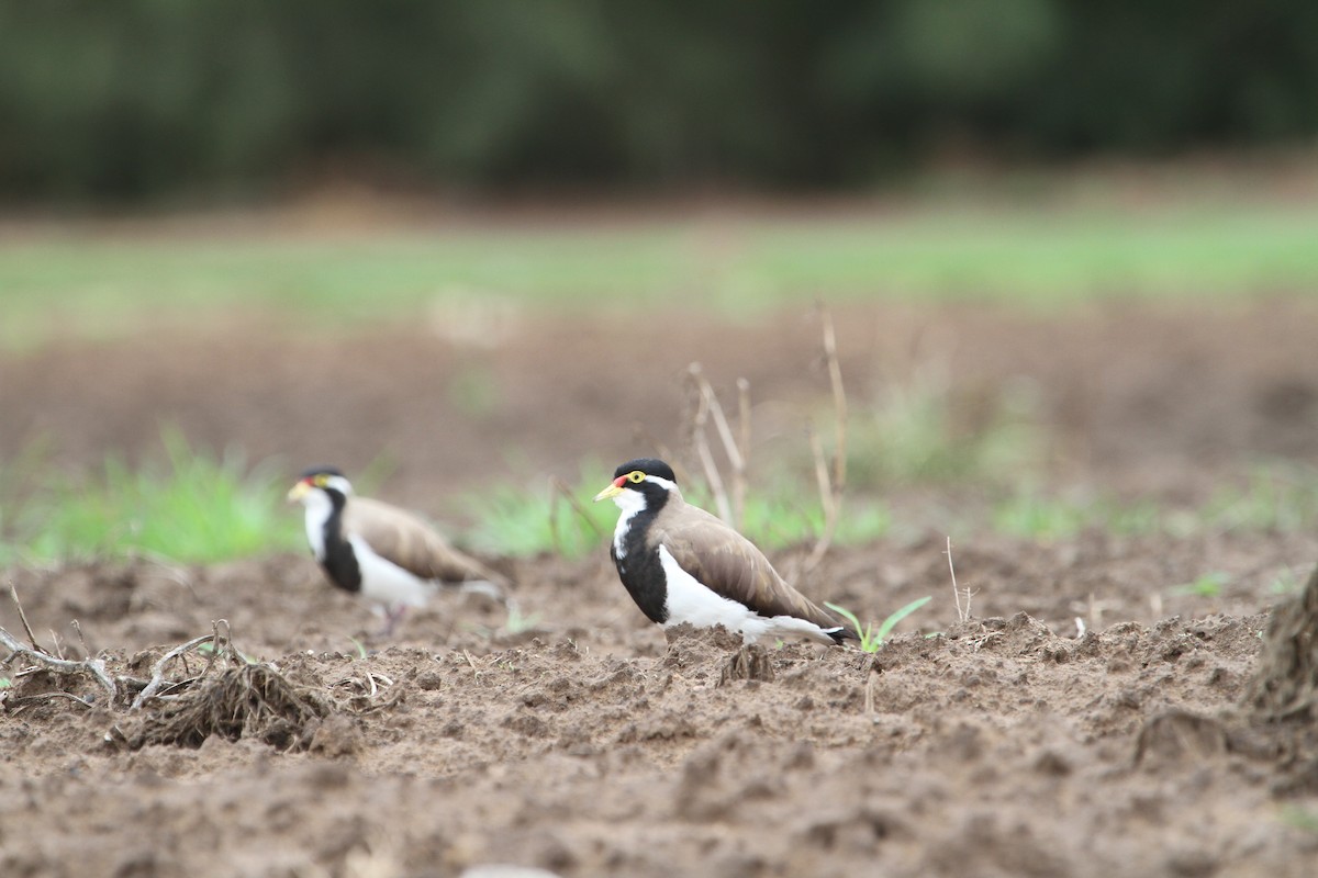 eBird Checklist 28 Dec 2009 Windsor Turf Farms, Windsor 2 species