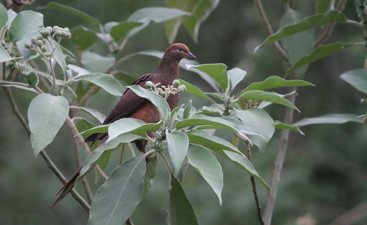 Brown Cuckoo-Dove - ML372590971