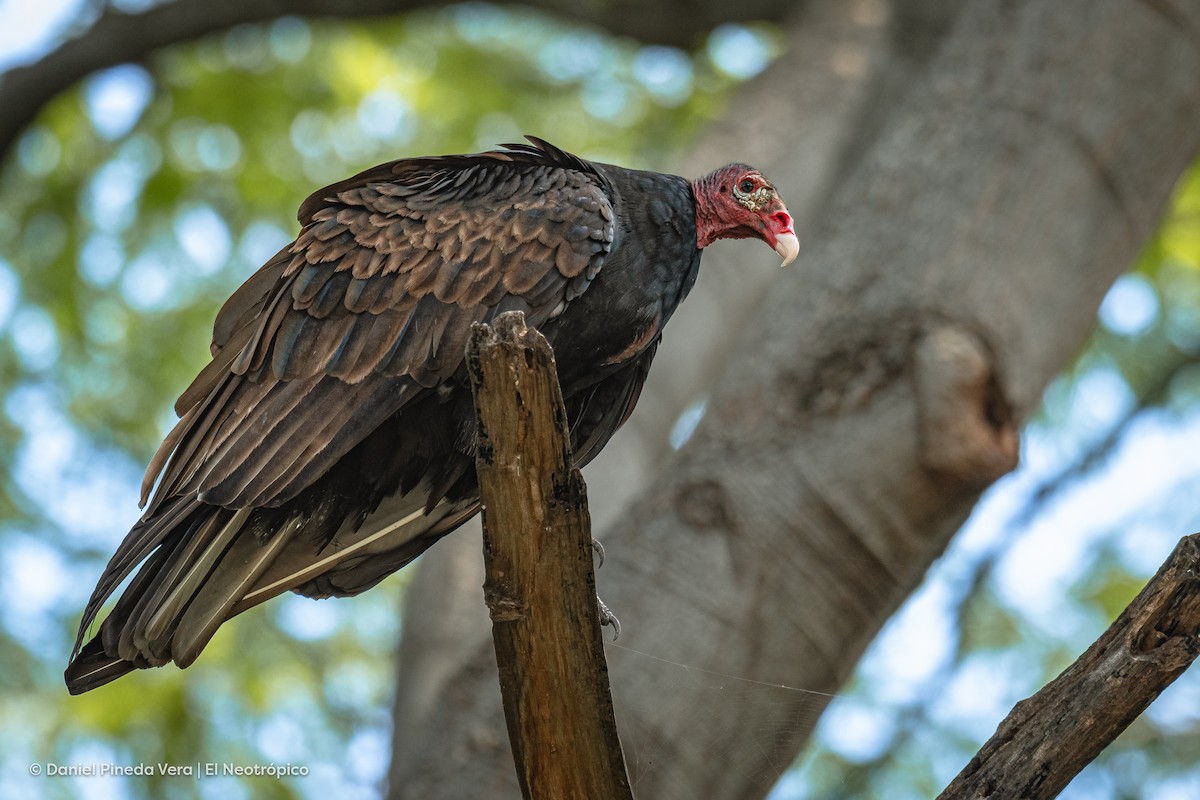 Turkey Vulture - Daniel Pineda Vera