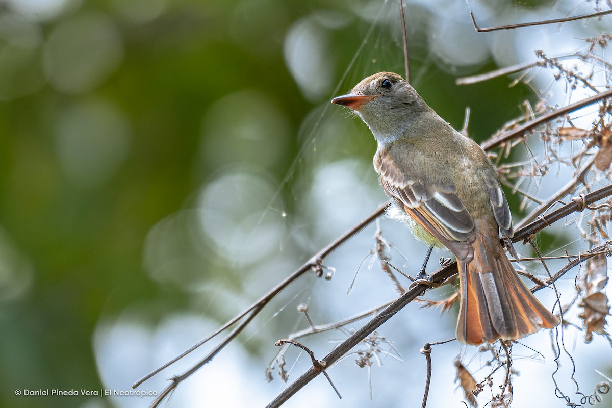Great Crested Flycatcher - ML372593091