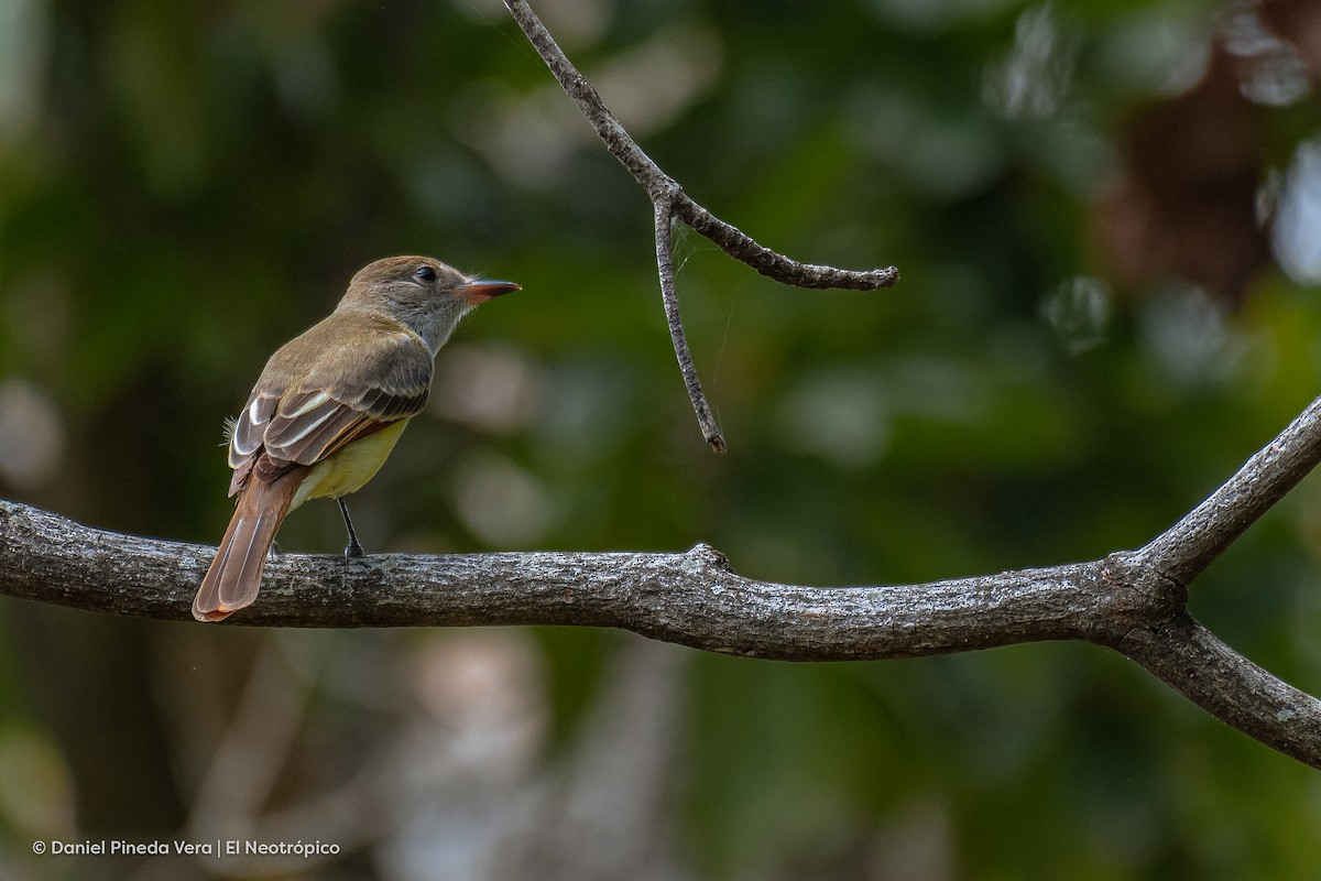 Great Crested Flycatcher - ML372593101