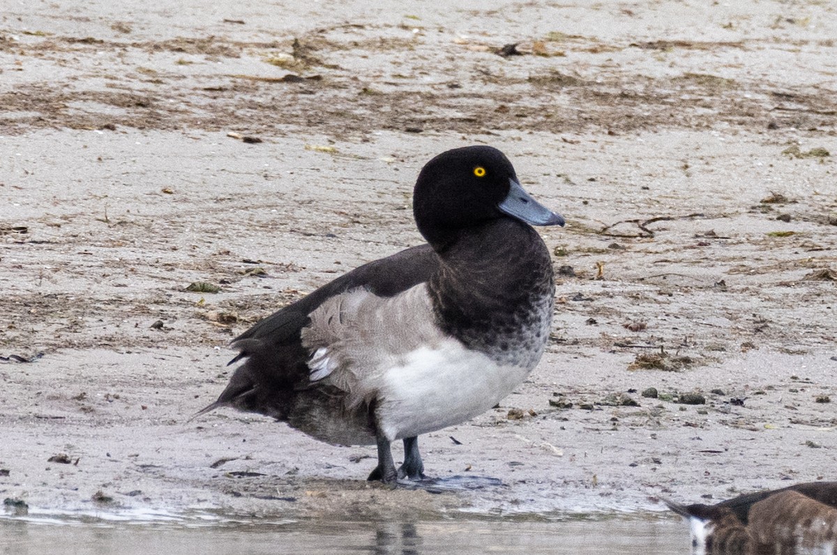 Tufted Duck - ML372595571