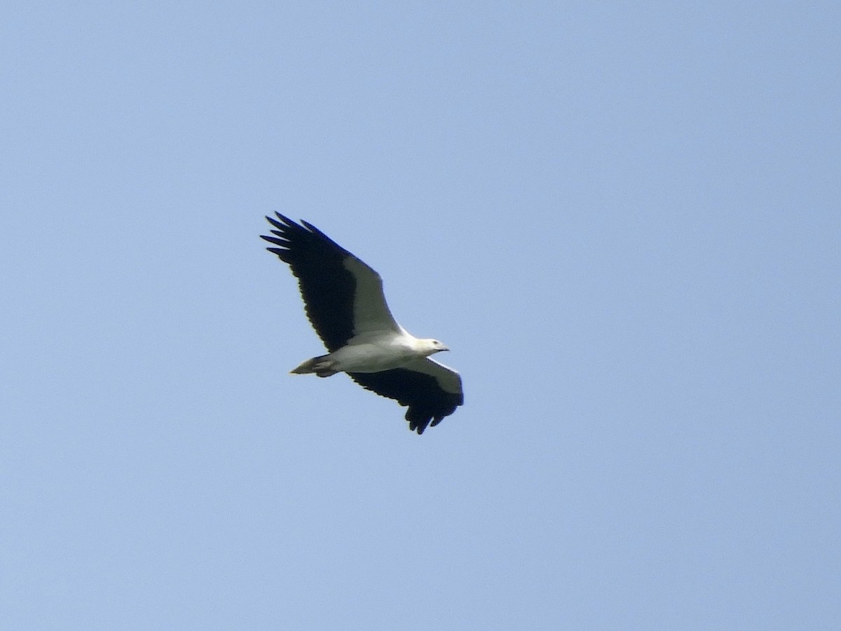 White-bellied Sea-Eagle - Bear Jia