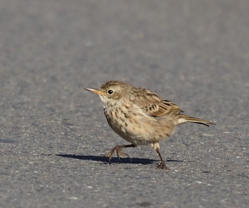 Water Pipit - ML372602321
