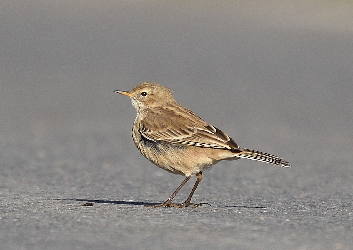 Water Pipit - ML372602331