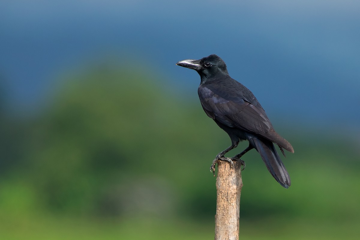 Large-billed Crow (Eastern) - ML372613101