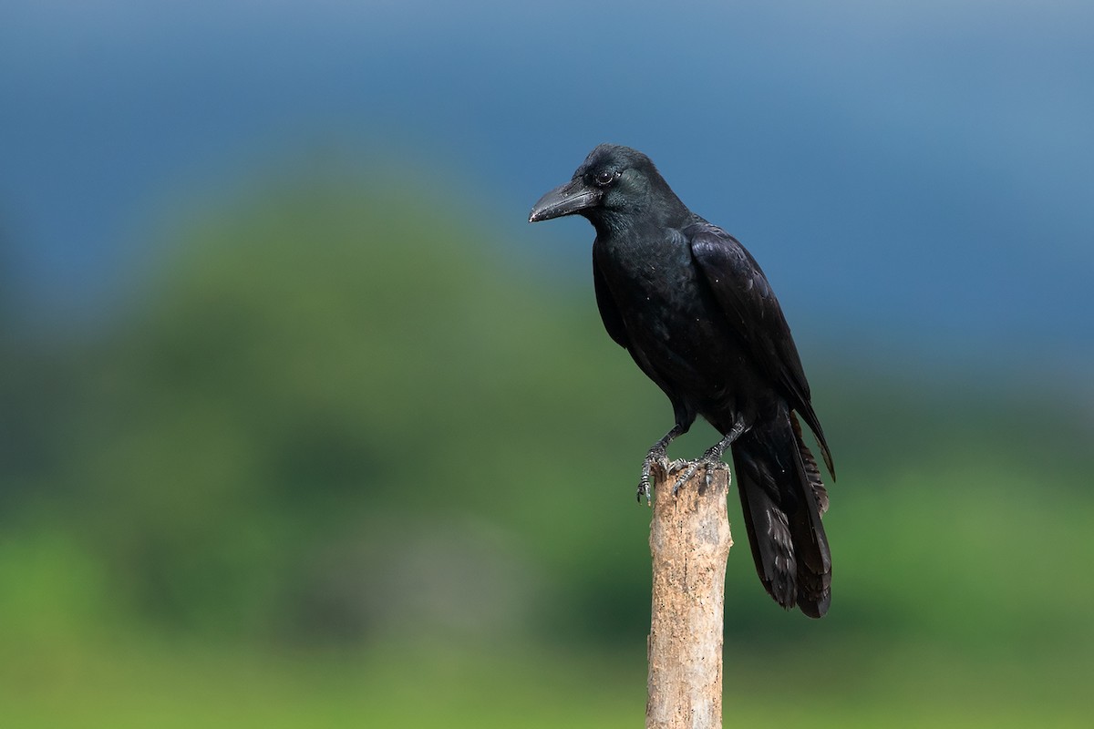 Large-billed Crow (Eastern) - ML372613111