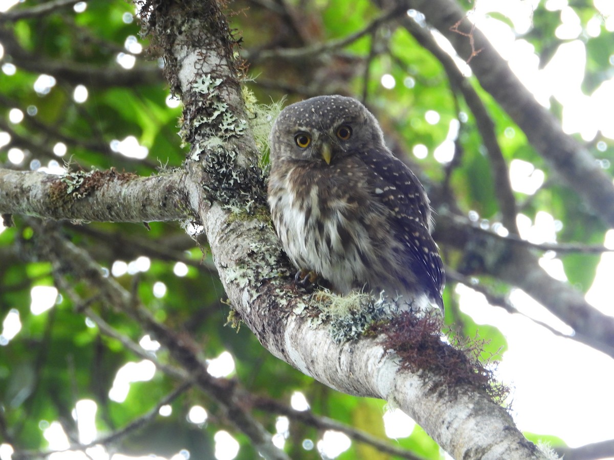 Andean Pygmy-Owl - ML372614491