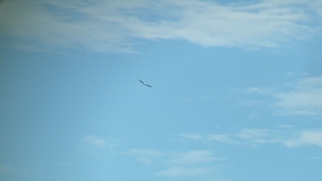 Swallow-tailed Kite - ML372616681