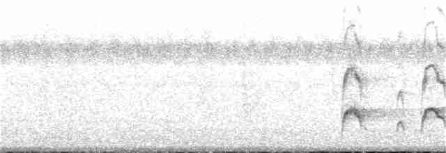 Длинноклювый кулик-сорока - ML372619061