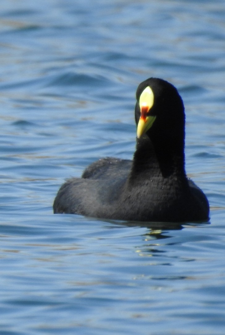 Red-gartered Coot - ML372624281