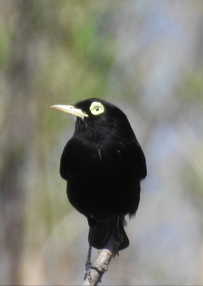 Spectacled Tyrant - ML372624631