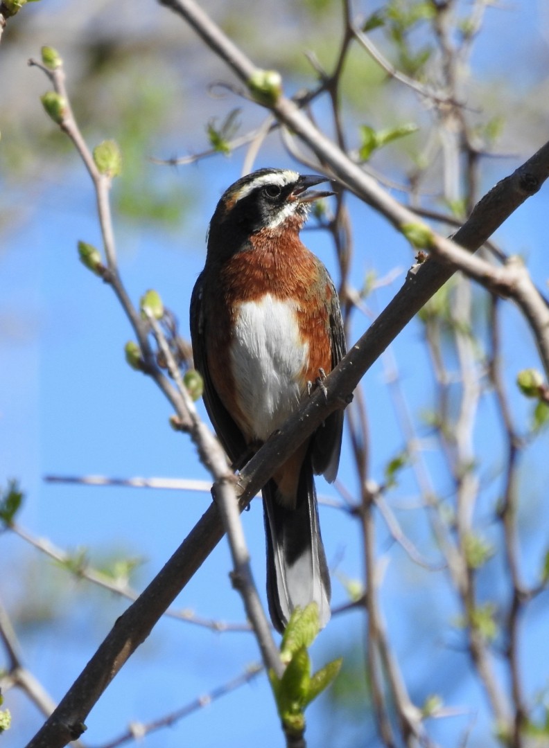 Black-and-chestnut Warbling Finch - ML372624851