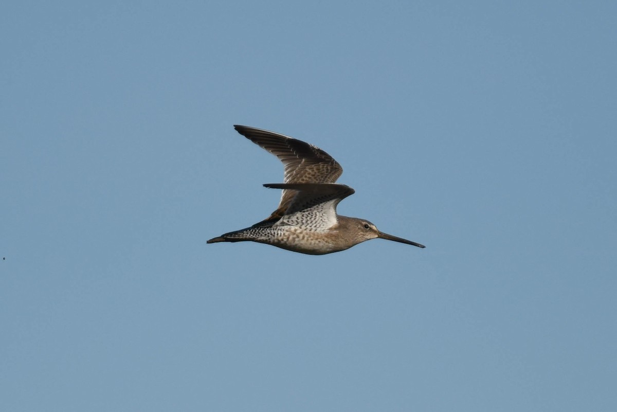 Long-billed Dowitcher - ML37262631