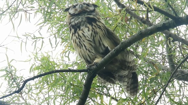 Striped Owl - ML372635131