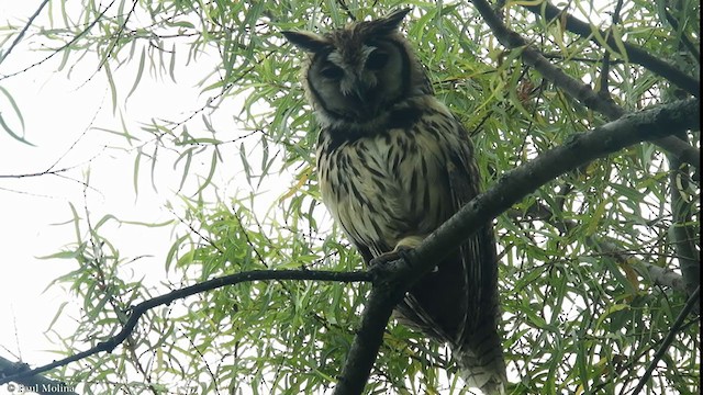 Striped Owl - ML372639221