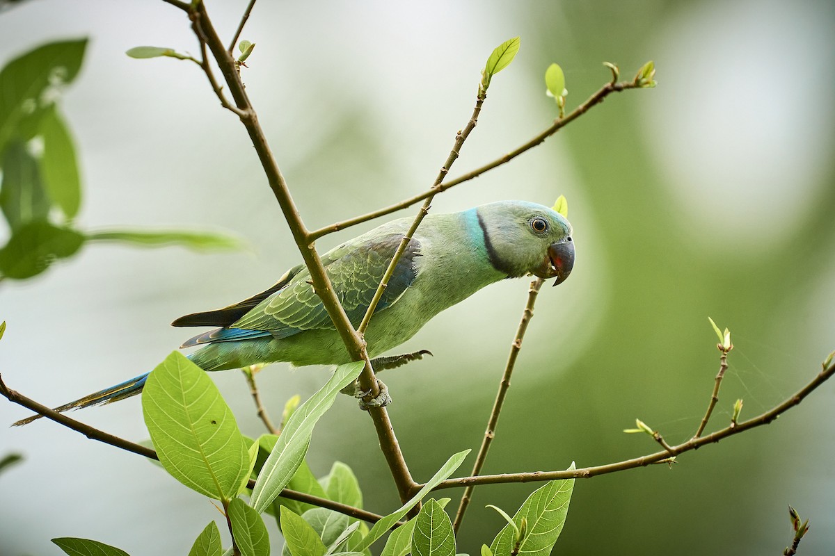 Malabar Parakeet - Raghavendra  Pai