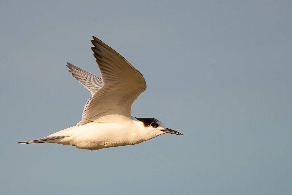 Common Tern - Jaap Velden