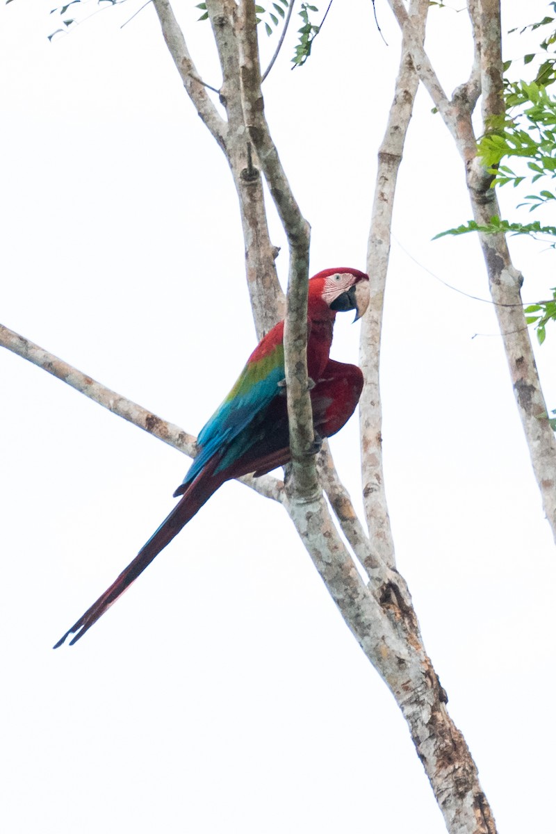 Red-and-green Macaw - ML372643001